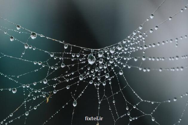 وقتی باکتری ها به کارخانه تولید تار عنکبوت تبدیل می شوند!