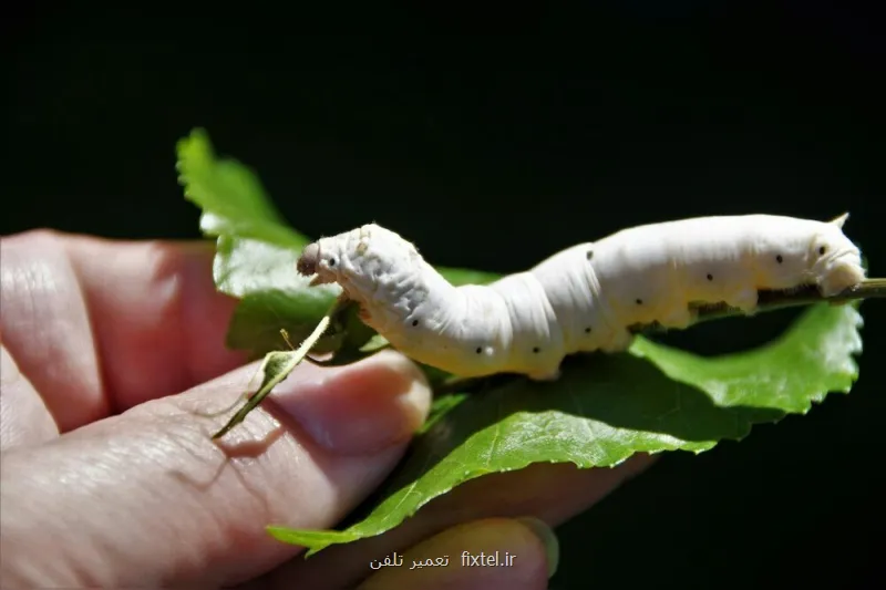 استفاده از کرم ابریشم برای مواجهه با پیری